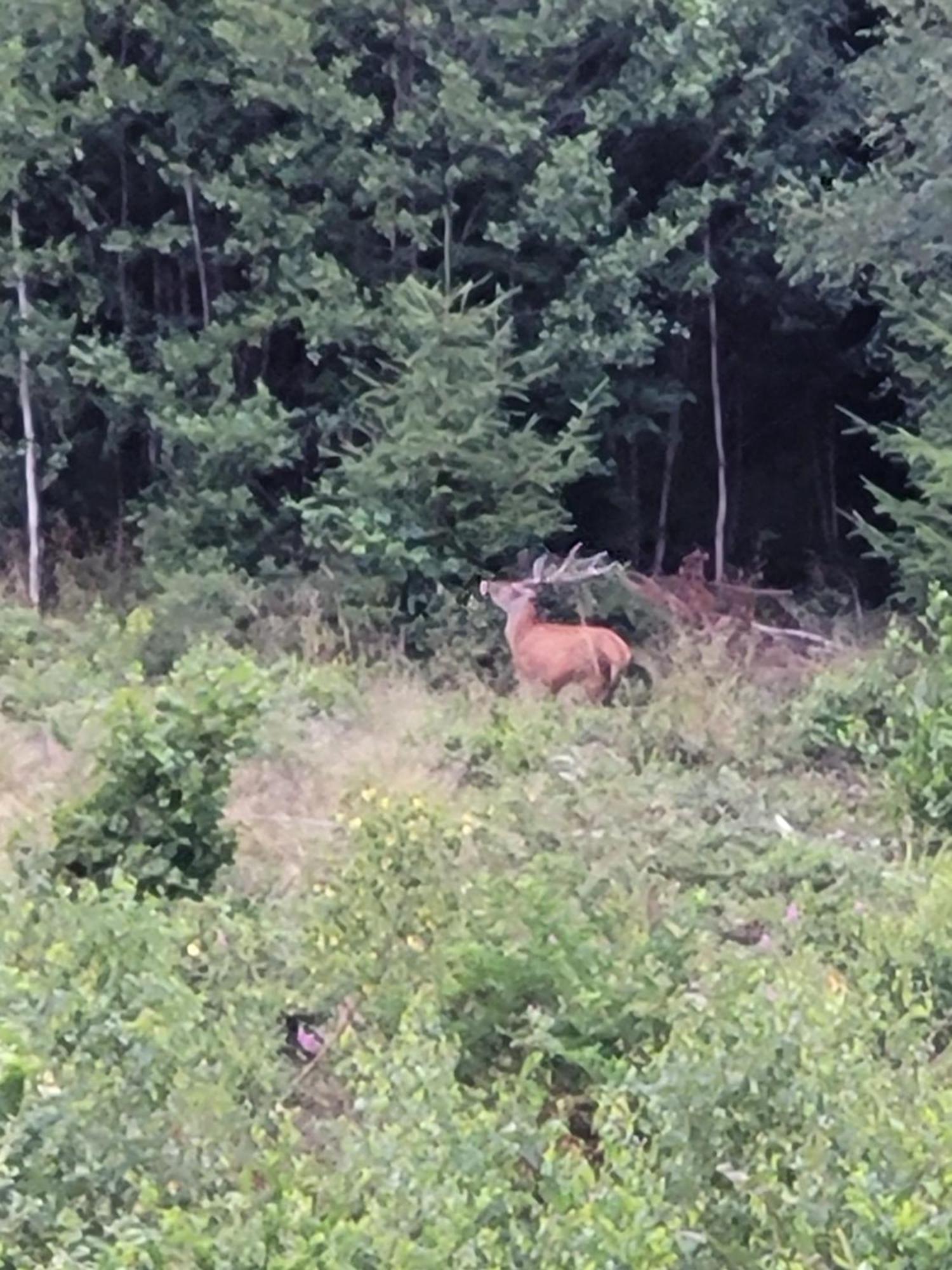 Gite Forestier Du Moulin Raon-sur-Plaine Exteriör bild