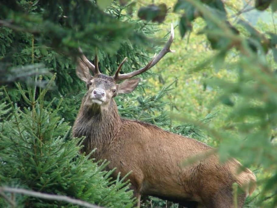 Gite Forestier Du Moulin Raon-sur-Plaine Exteriör bild