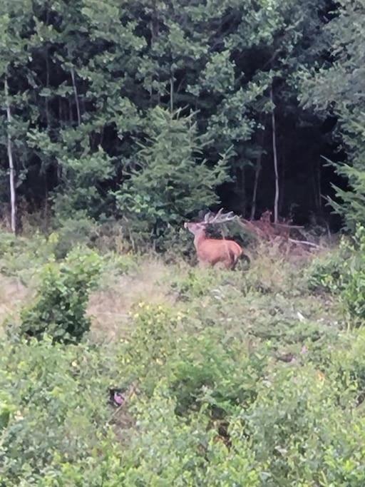Gite Forestier Du Moulin Raon-sur-Plaine Exteriör bild