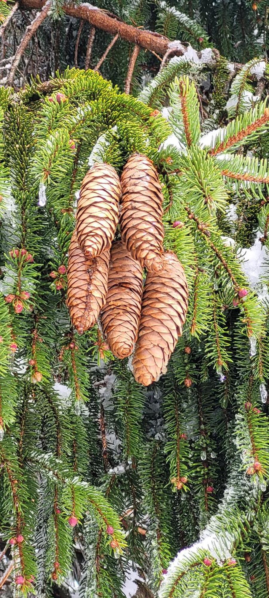 Gite Forestier Du Moulin Raon-sur-Plaine Exteriör bild